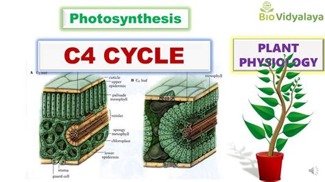 Difference Between C3 And C4 Plants - Plants BC