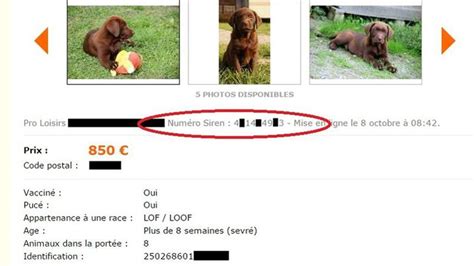 Annonce De Chien A Vendre Ici Chien Bonheur