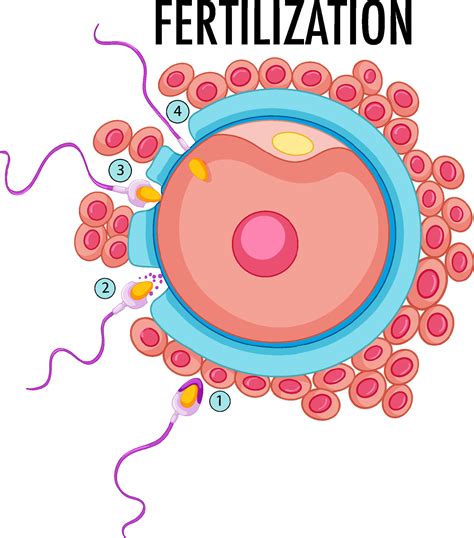 Diagram showing fertilization in human 8132402 Vector Art at Vecteezy