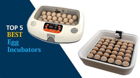 Egg Incubators Reviews Best Egg Incubators Youtube