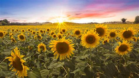 Sunflower Heliotropism: August Sunlight for Making Tons of Seeds | The Institute for Creation ...