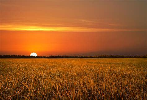 Golden Field Sunset Stock by leeorr-stock on DeviantArt