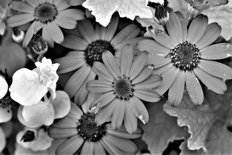 Gerbera Daisies In Black And White Photograph By Karen Largent Fine