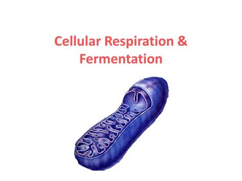 Ppt Cellular Respiration And Fermentation Powerpoint Presentation Id