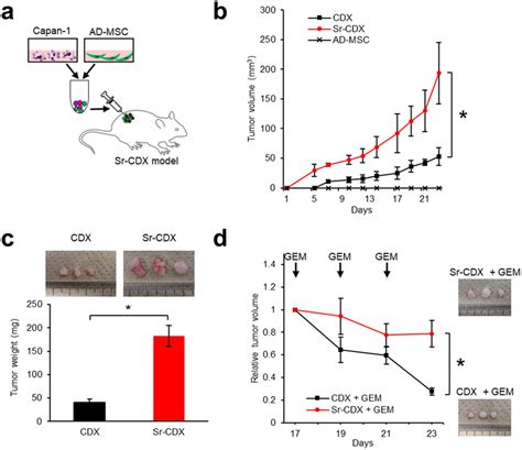 Co Transplantation Of Adipose Derived MSCs AD MSCs With A Human PDAC