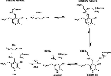 PLP And GABA Trigger GabR Mediated Transcription Regulation In Bacillus