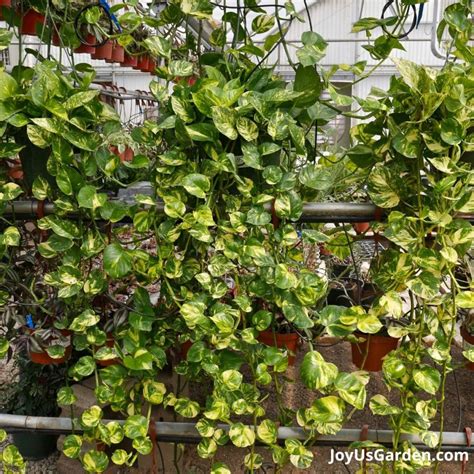 Pothos Plants: Answering Your Frequently Asked Questions