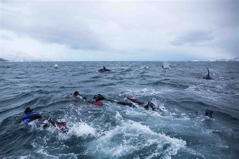 Fajarv: Swimming With Whales In Norway