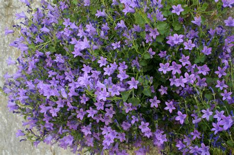 Couvre Sol Violet Fleur De Passion