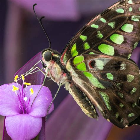 Ten Fun Butterfly Facts To Know And Tell