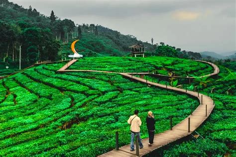 Kebun Teh Gunung Gambir Di Jember Ini Rekomendasi Obat Healing Tanpa