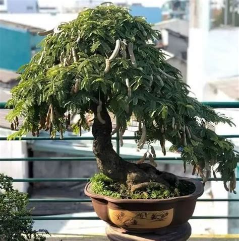 Tamarind Bonsai Care