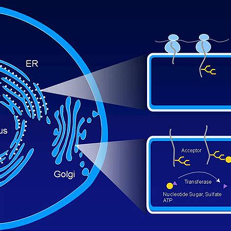 Schematic of a eukaryotic cell. Membrane and secreted proteins are made ...