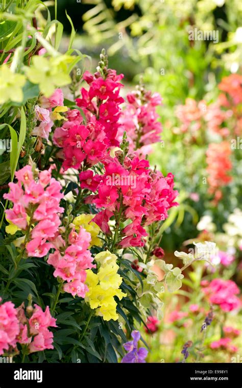 Antirhinnum Snapdragons In An English Garden Stock Photo Alamy