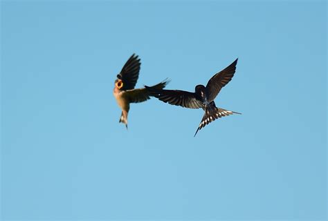 Barn Swallows 500 1078 Dana Siefer Flickr