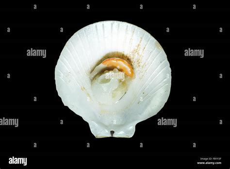 Scallop Shape Hi Res Stock Photography And Images Alamy