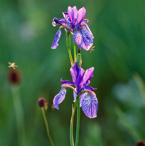 Growing the Siberian Iris | Almanac.com