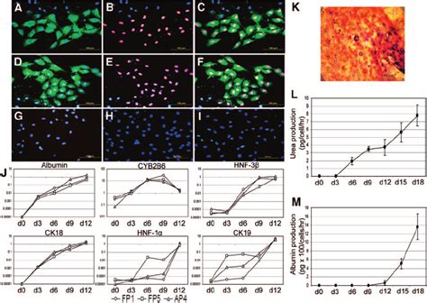 In Vitro Differentiation Of Swine Multipotent Adult Progenitor Cells