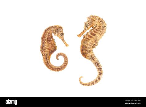 Two Sea Horses Isolated On White Stock Photo Alamy