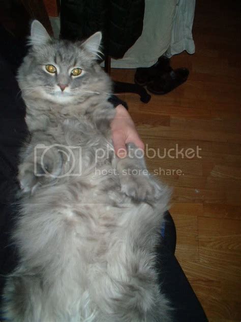 Maine Coon British Shorthair Cross British Shorthair