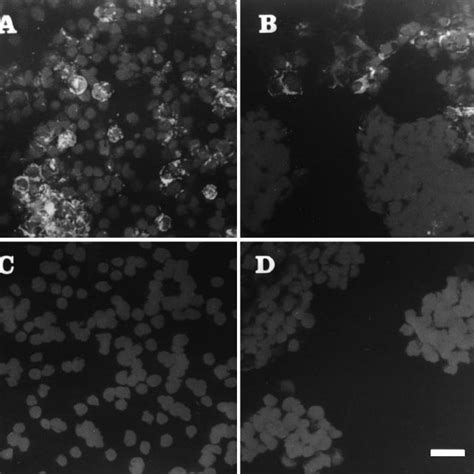 Expression Rate Of Cd44 In The Cumulus And Mural Granulosa Cells Of Download Scientific