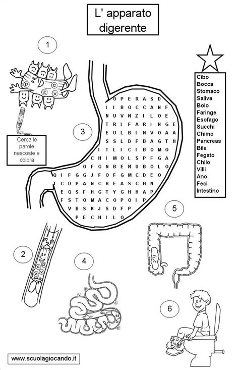 Schede Didattiche Apparato Digerente Pdf Artofit