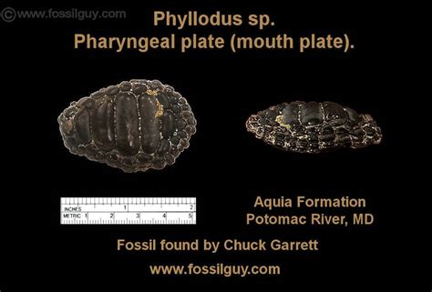 Fossil Identification For The Potomac River Paleocene