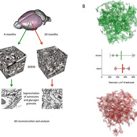 Visualization of glycogen granules in a 3D reconstructed astrocyte. A ...