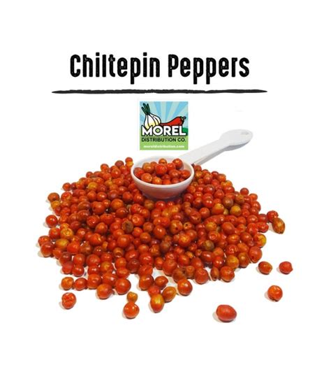 Chiltepin Pepper Seeds chilli Seeds Weights: 0.5 Oz 1 Oz 2 - Etsy