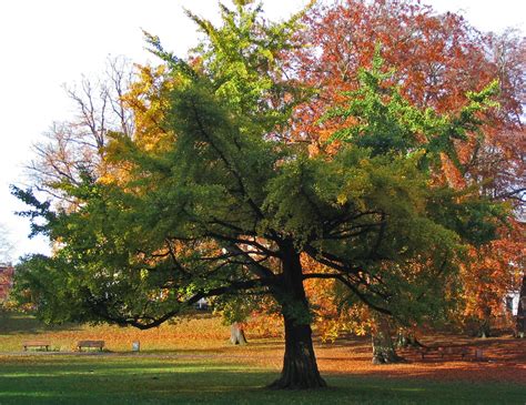 Ginkgo Biloba todas las propiedades del árbol milagroso Ecología Hoy