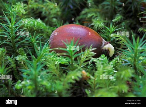 Germinating Oak Acorn Stock Photo Alamy