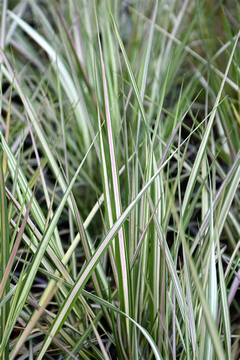 Lightning Strike Variegated Reed Grass (Calamagrostis x acutiflora ...