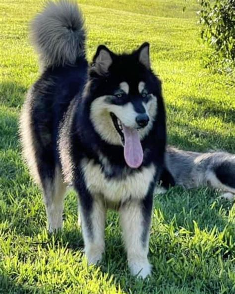 Giant Red Malamute Puppies