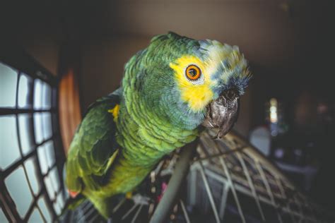 The Truth About Keeping an Exotic Pet in an Apartment