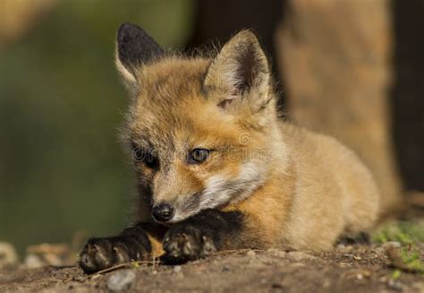 Red Fox baby stock photo. Image of black, feeding, america - 58277612