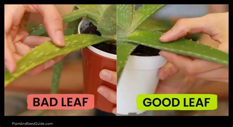 How To Harvest Aloe Vera Leaves Without Killing The Plant Plant And