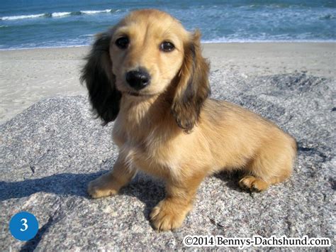 Cream Dachshund Puppy