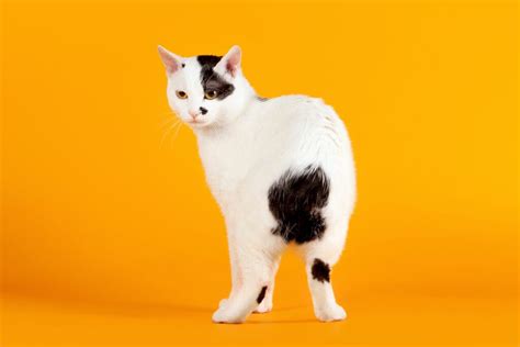 Feline 411: All About The Japanese Bobtail Cat