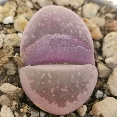 Lithops Optica Var Rubra Cm Aizoaceae Giromagi Vendita Piante