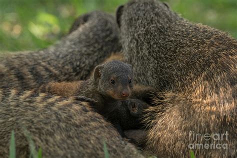 Baby Mongoose Photograph by Brian Kamprath