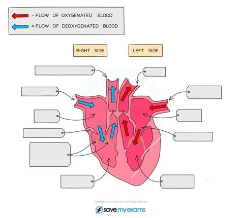 Schaubild IGCSE Biology Heart Quizlet