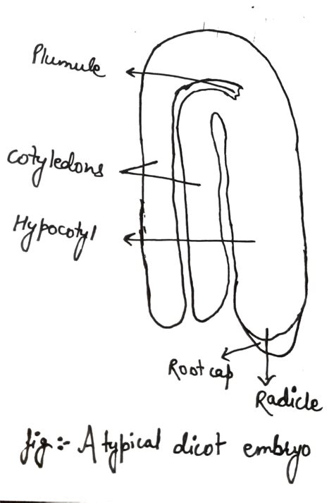 In Dicot Embryo The Radicle Is Formed By