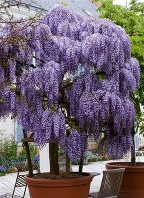 25 How To Grow Wisteria In A Pot Https Wonderfulbackyard 2018 11