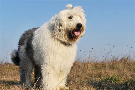 Alle 56 Schäferhund Rassen und Arten im Überblick mit Bildern