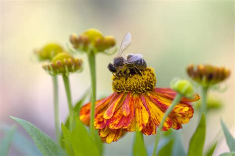 Bienenfreundliche Pflanzen Top Plantura