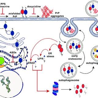 Schematic Representation Of The Putative Mechanisms Of Prp Aggregate