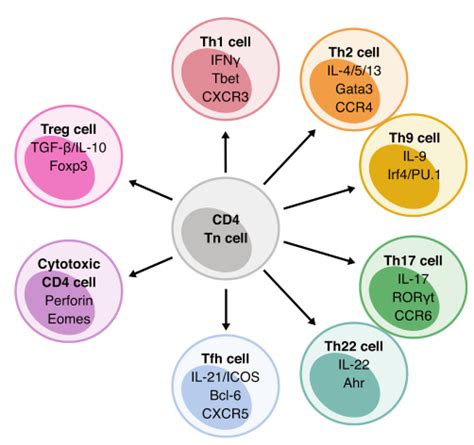 小鼠常规αβ Cd4 T 细胞：转录因子、效应功能 分子 Tfh 诱导