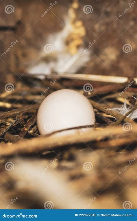 Ovo Pombo No Ninho Das Aves Ninho De Pássaros Ovos De Pomba Branca