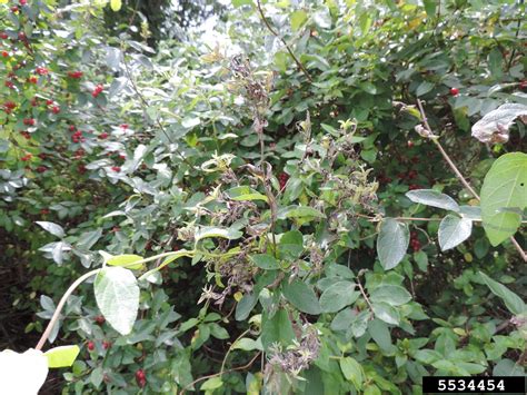 Amur Honeysuckle Lonicera Maackii Rupr Herder