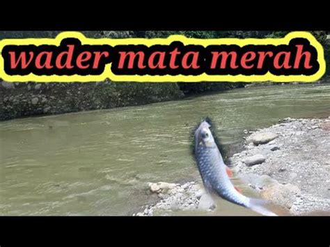 Teknik Jitu Mancing Tawes Liar Umpan Jangkrik Fishing Fish